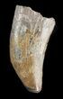 Bargain, Timurlengia (Tyrannosaur) Tooth - Uzbekistan #48028-1